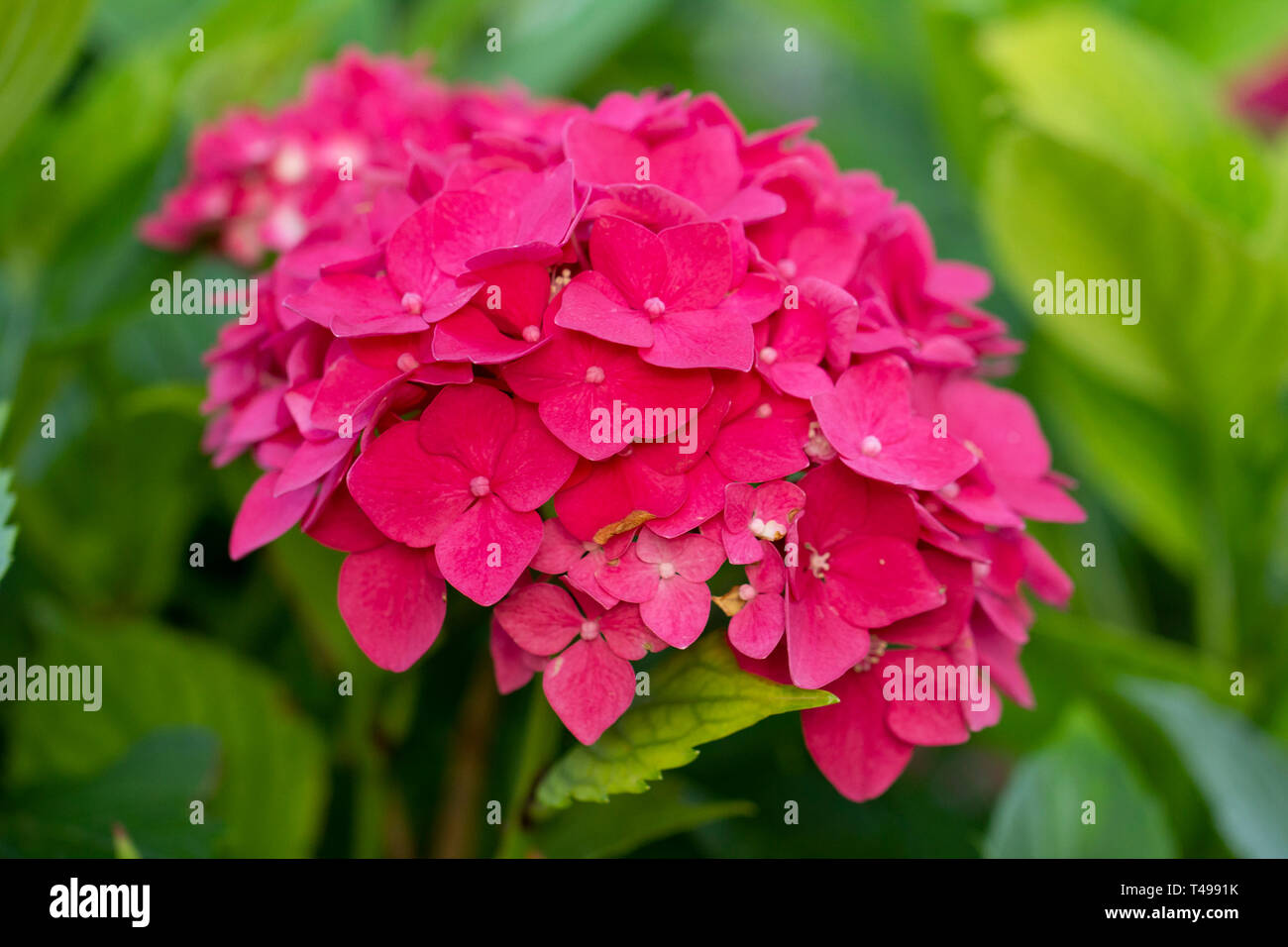 Rosa Hortensia Blumen Stockfoto