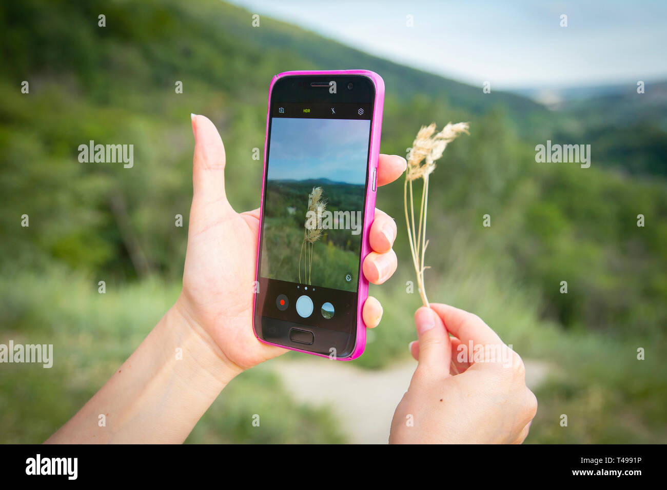 Eine Frau mit Handy ein Bild von Gras Halm zu nehmen Stockfoto