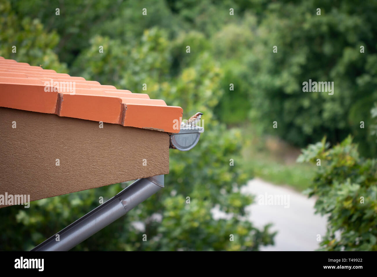 Regenrinne auf dem Dach Stockfoto