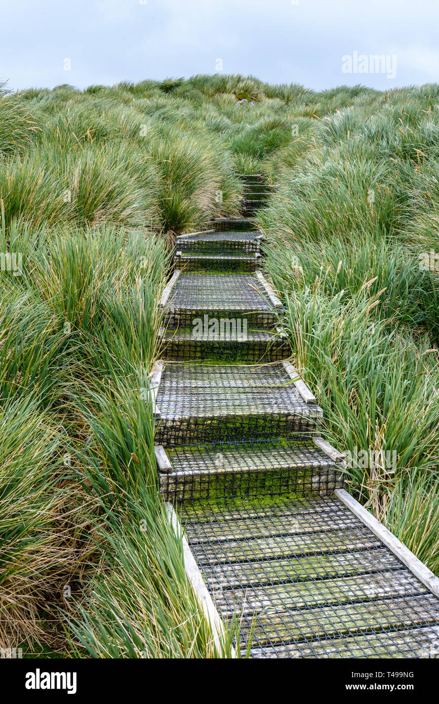Moosige Holztreppen in Drahtgitter Position auf einem Hügel in tussac Gras bedeckt, Prion Island, South Georgia Stockfoto