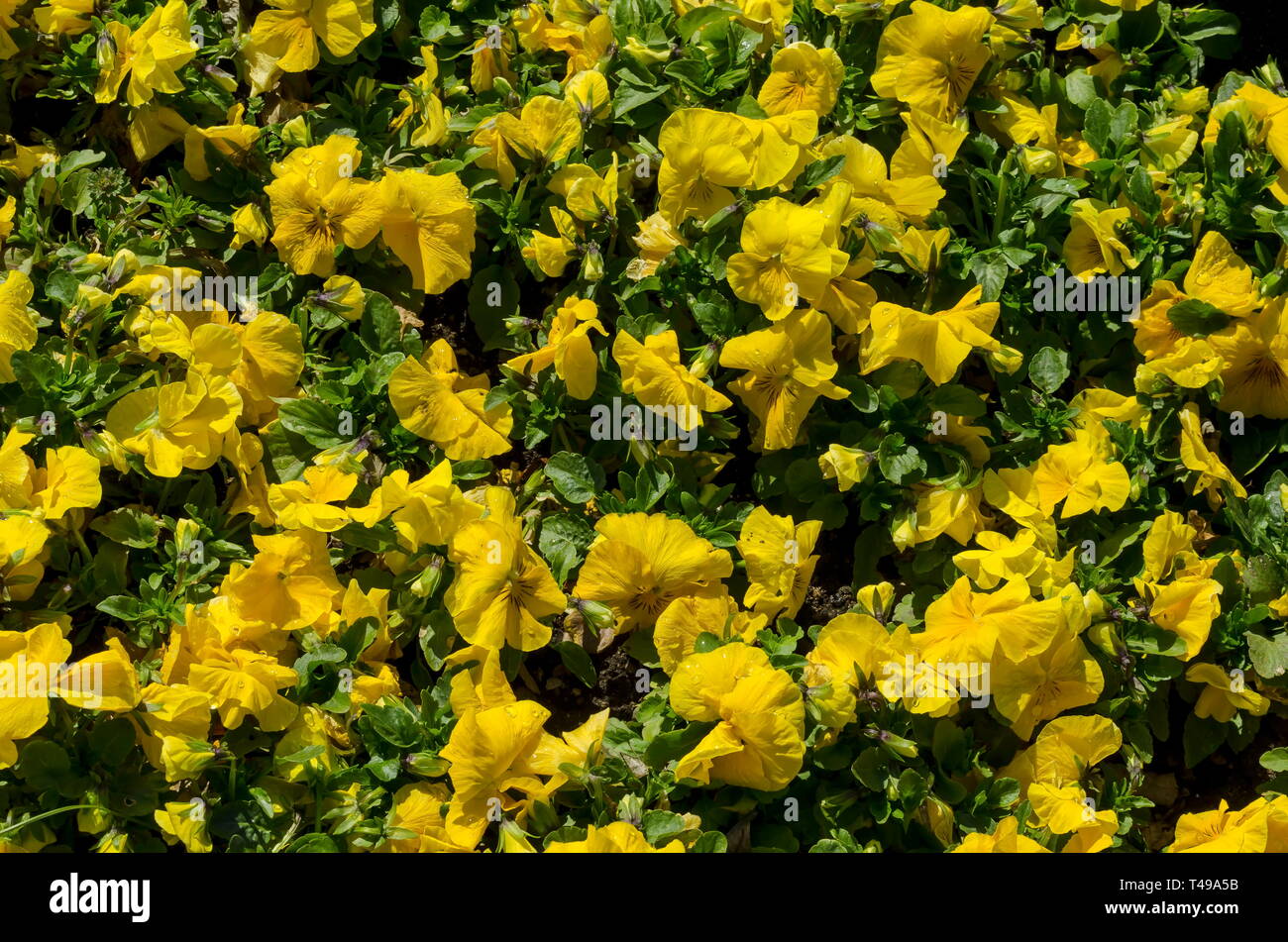 Natürliche Hintergrund der Frühling blühende duftende gelbe Stiefmütterchen oder Viola altaica in Garten, Sofia, Bulgarien Stockfoto