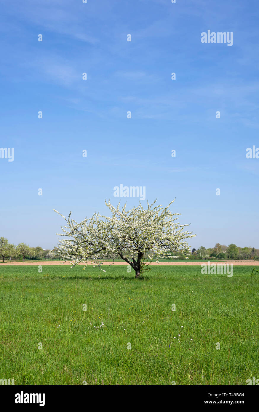 Frühling Baum auf der grünen Wiese Stockfoto