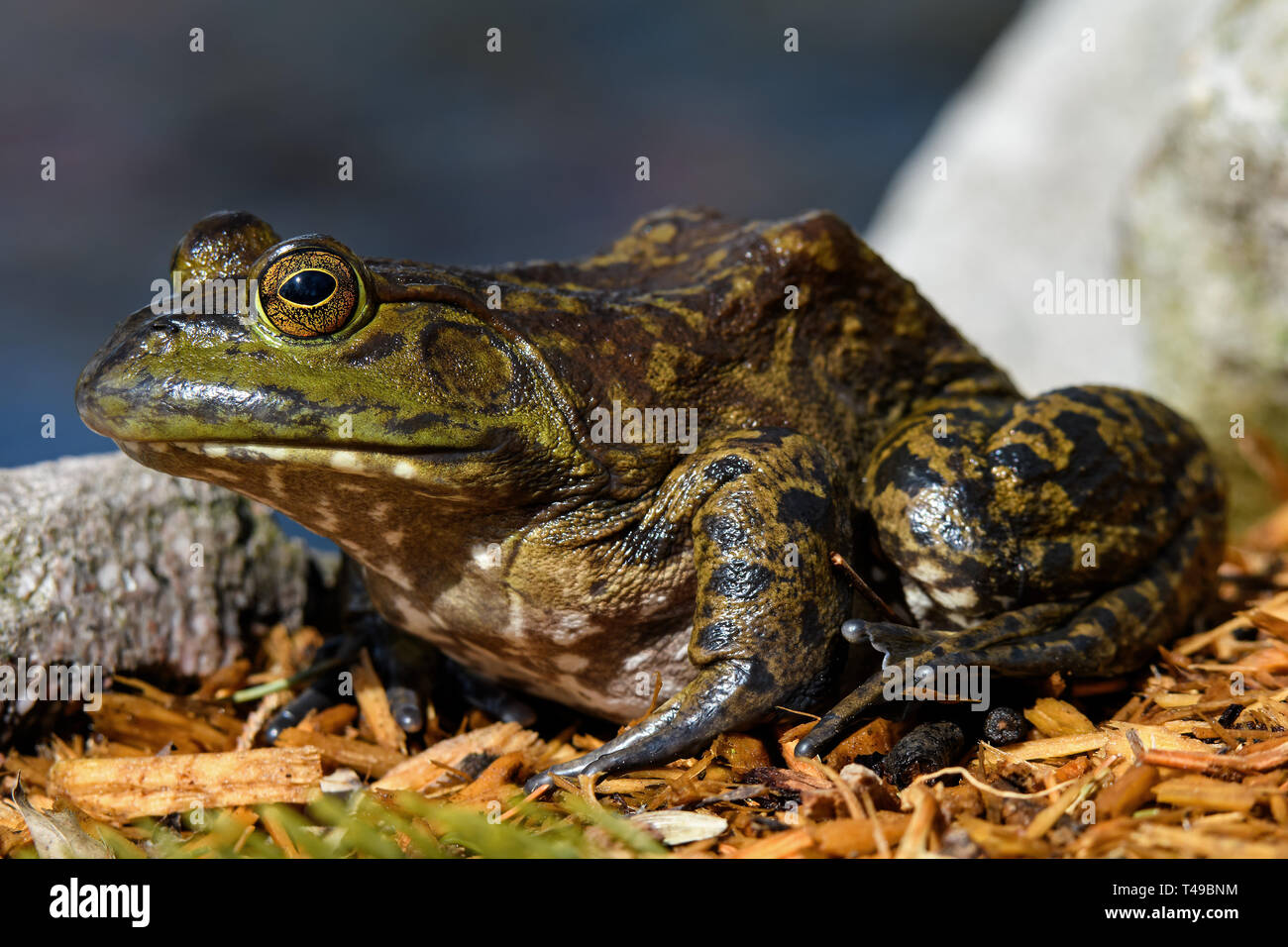 Amerikanische Ochsenfrosch an Teichen Kante sitzen in der Morgensonne. Es ist eine amphibische Frosch, und zur Familie der Ranidae. Stockfoto