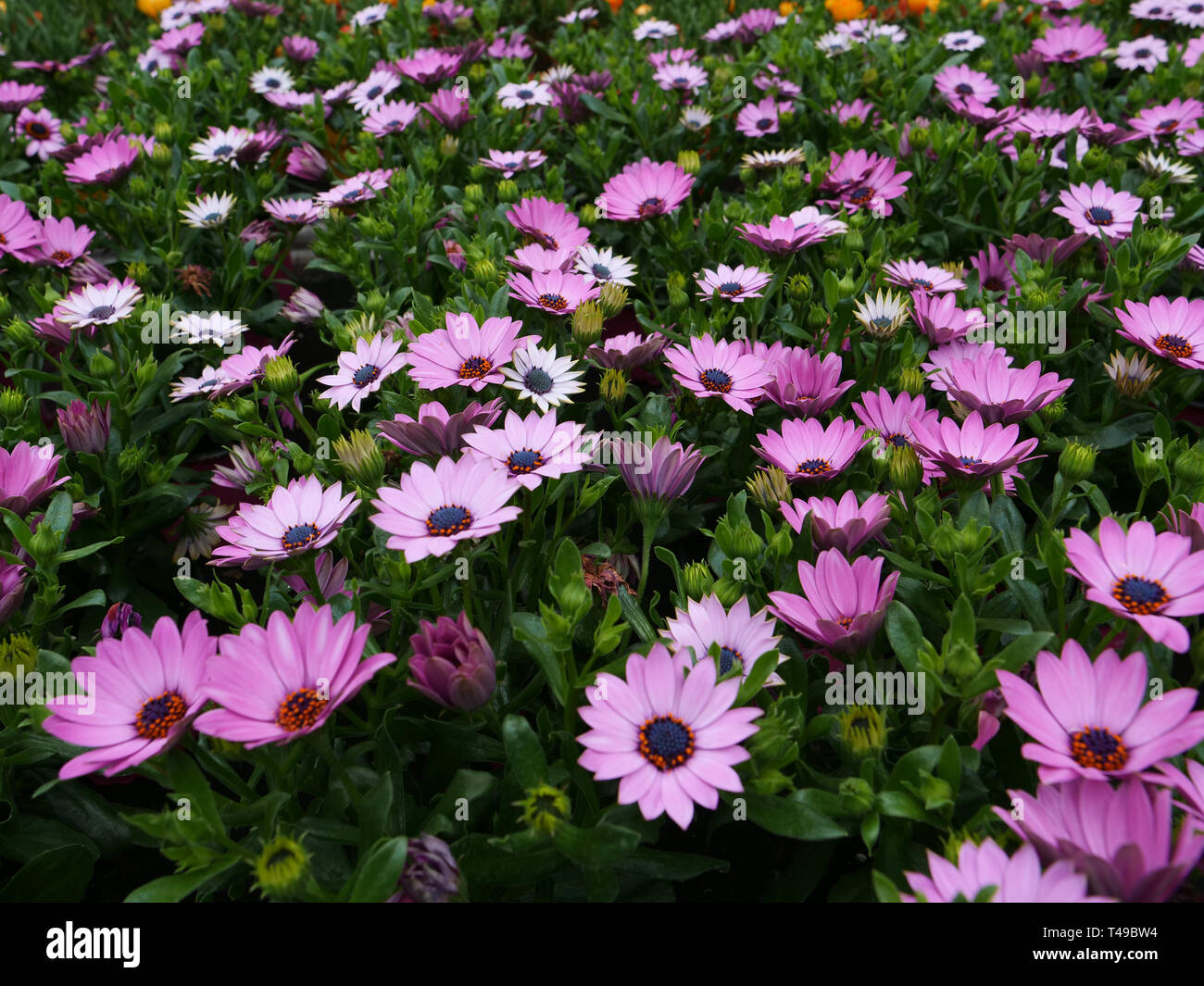 Osteospermum oder Kapkörbchen sind lange Blütezeit meist winterharte Pflanzen in kühleren Klimazonen, am besten als einjährigen Pflanzen verwendet. Stockfoto