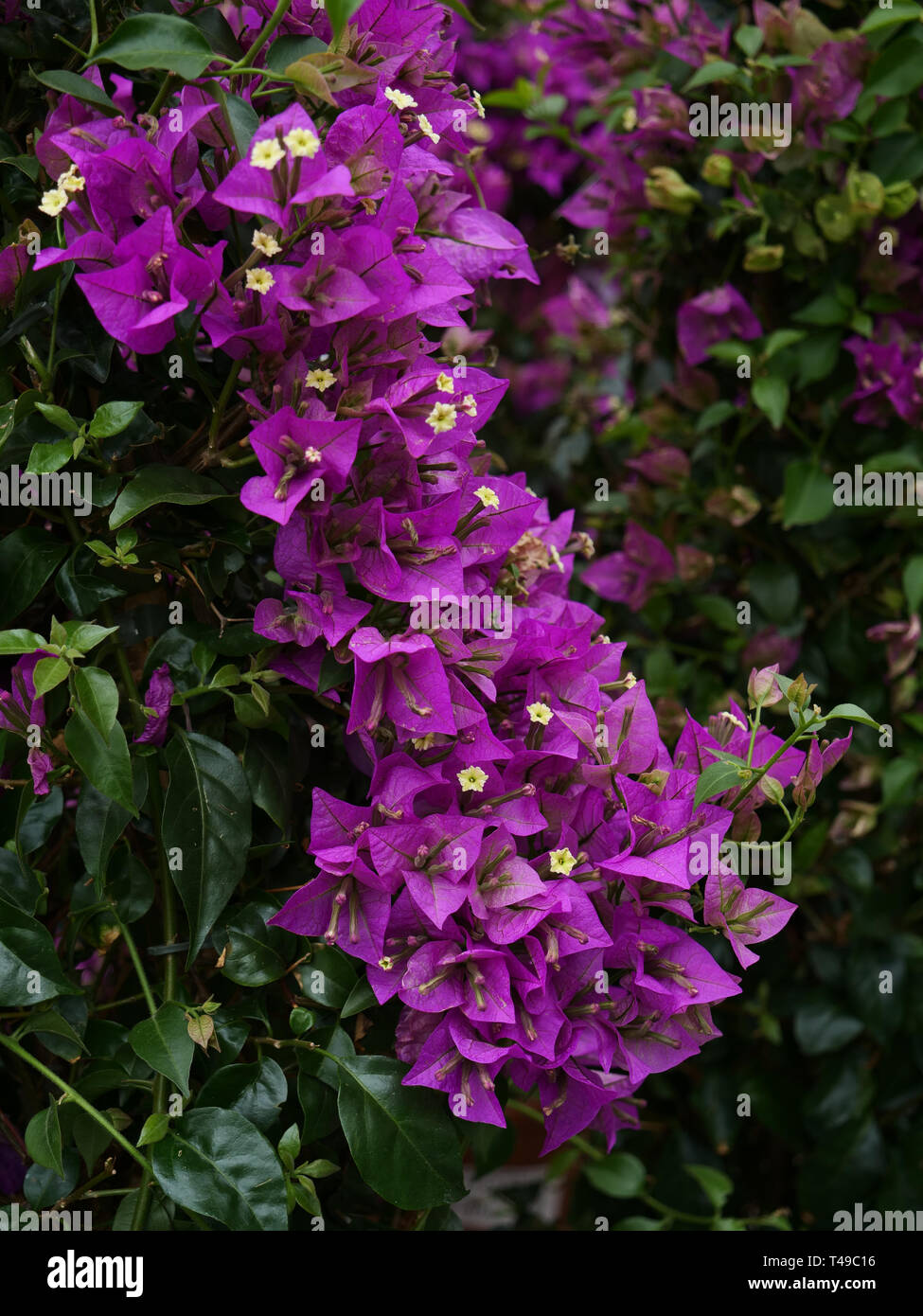 Massen von lila Blumen auf diese beiden Bourgainvillea Garten Pflanzen im Frühling, lange blühenden Garten. Stockfoto
