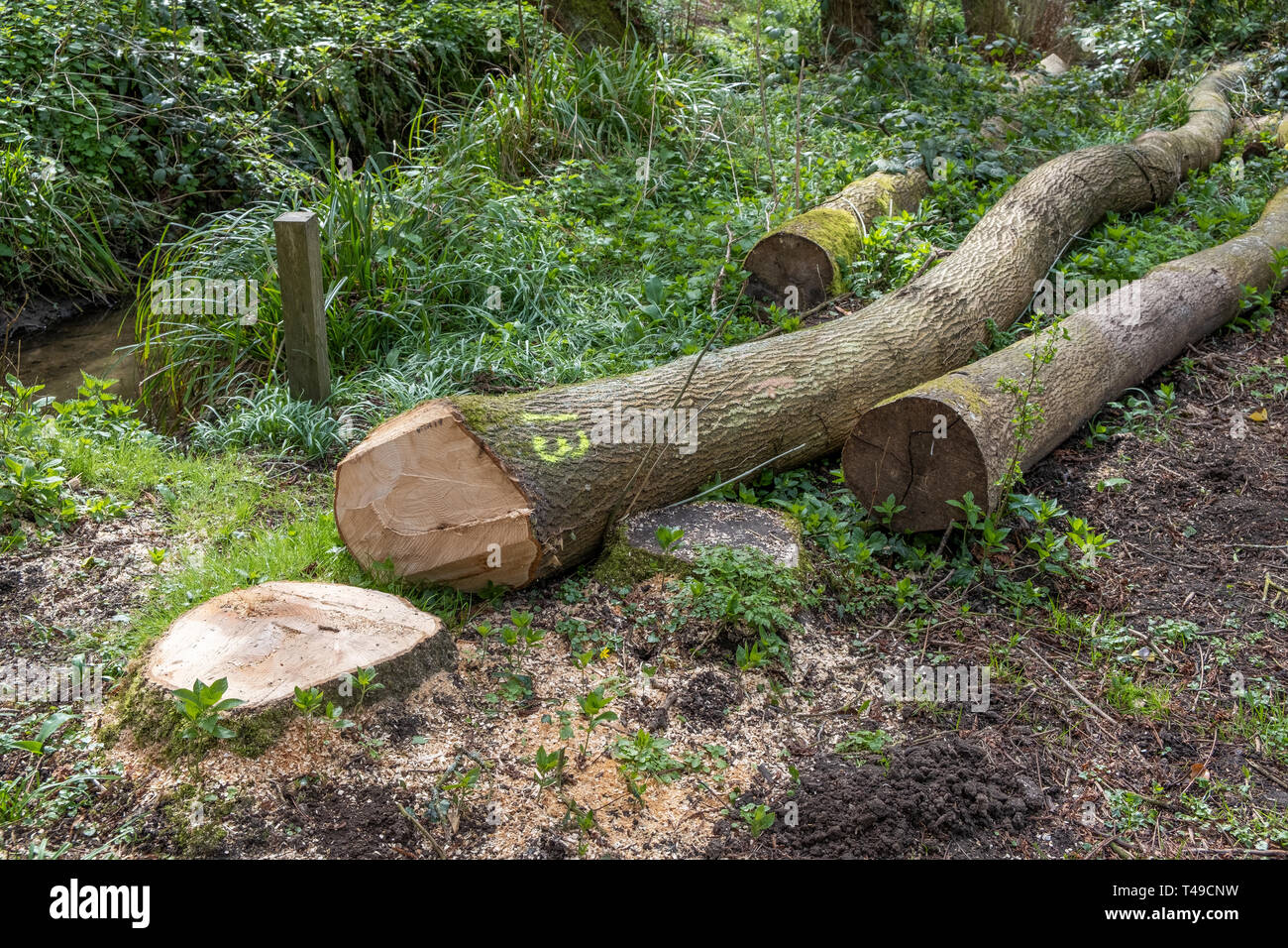 Verwaltet von Bäumen und Wartung Stockfoto