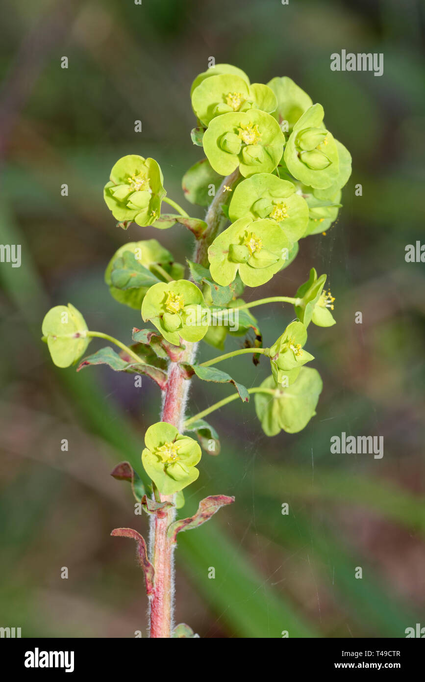 Holz - Wolfsmilch - Euphorbia amygdaloides einzelne Blume mit Spinnen Netz gegen diffuse Braun woodland Hintergrund Stockfoto