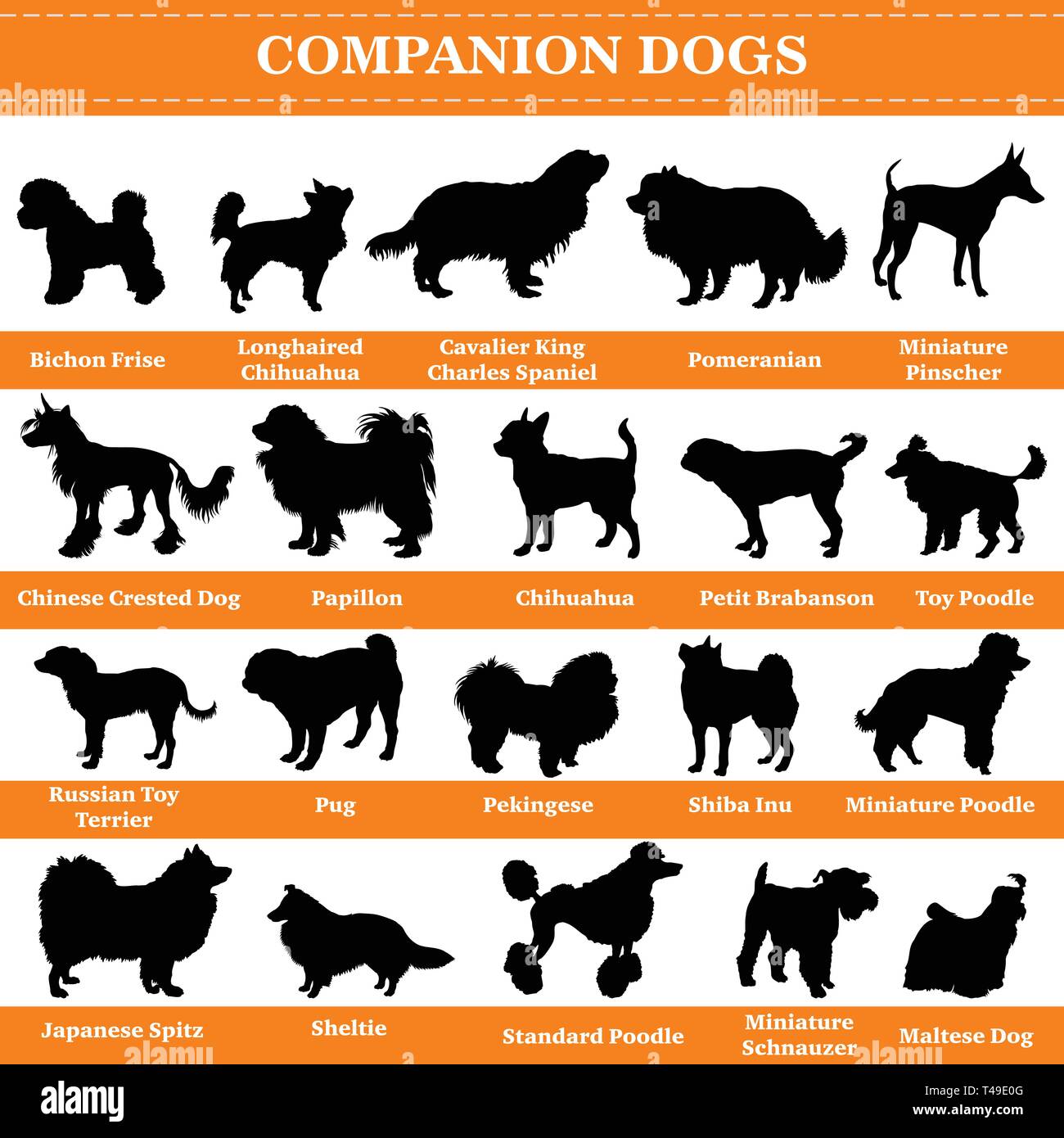 Set mit 20 Gefährten Hunde. Vektor einrichten Der companion Rassen Hunde stehen im Profil. Isolierte Hunde Rasse Silhouetten in schwarzer Farbe auf weißem backgro Stock Vektor