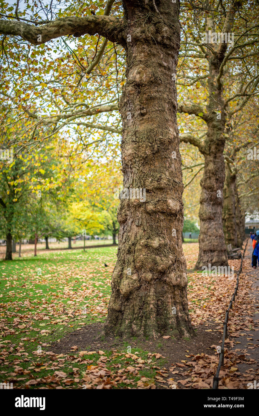 London Platanen, London, England Stockfoto