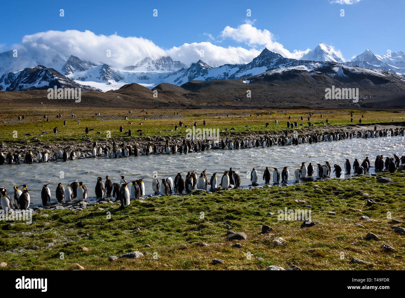 Schönen sonnigen Gras bedeckte Landschaft mit großen King Penguin Colony, Pinguine in Schlick gefüllt Fluss mit Bergen und Himmel im Hintergrund, S Stockfoto