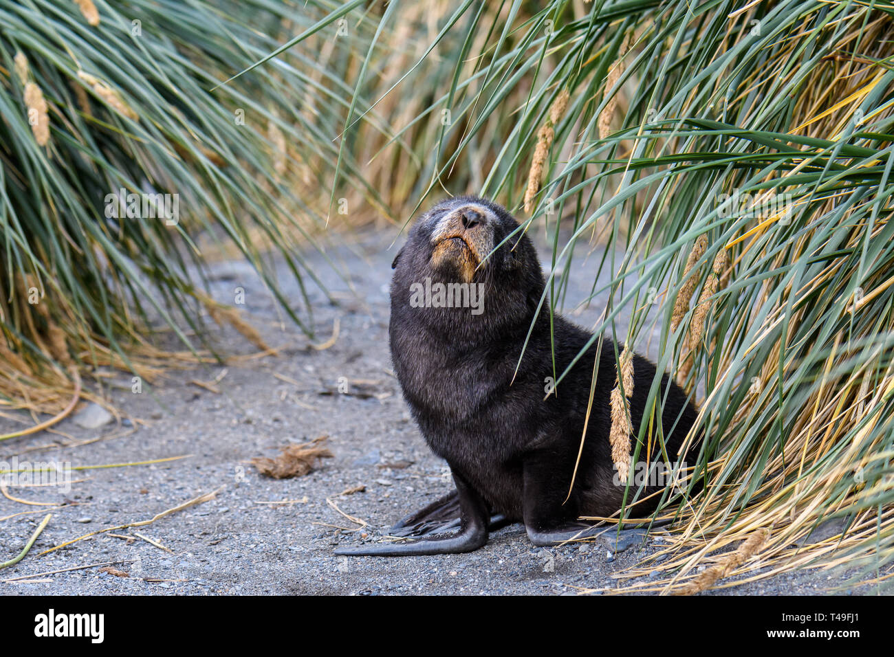 Niedlich Fell seal Pup posiert an einem Sandstrand inmitten der Tussac Grass, South Georgia Island, südlichen Atlantik Stockfoto