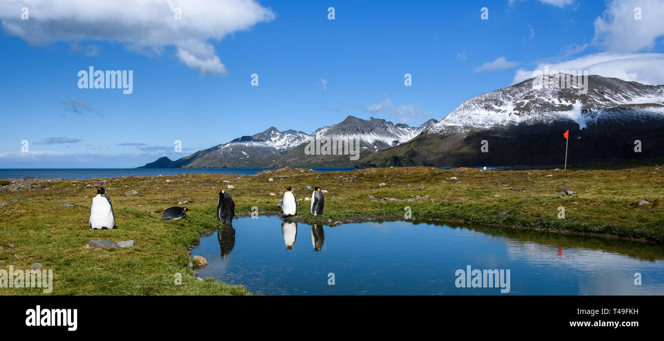 Panorama mit King Penguins stehen am Rand eines ruhigen Teich, mit Reflexionen, rot Leitkiel auf einer Stange, sonnigen Tag, schöne Landschaft von St. und Stockfoto