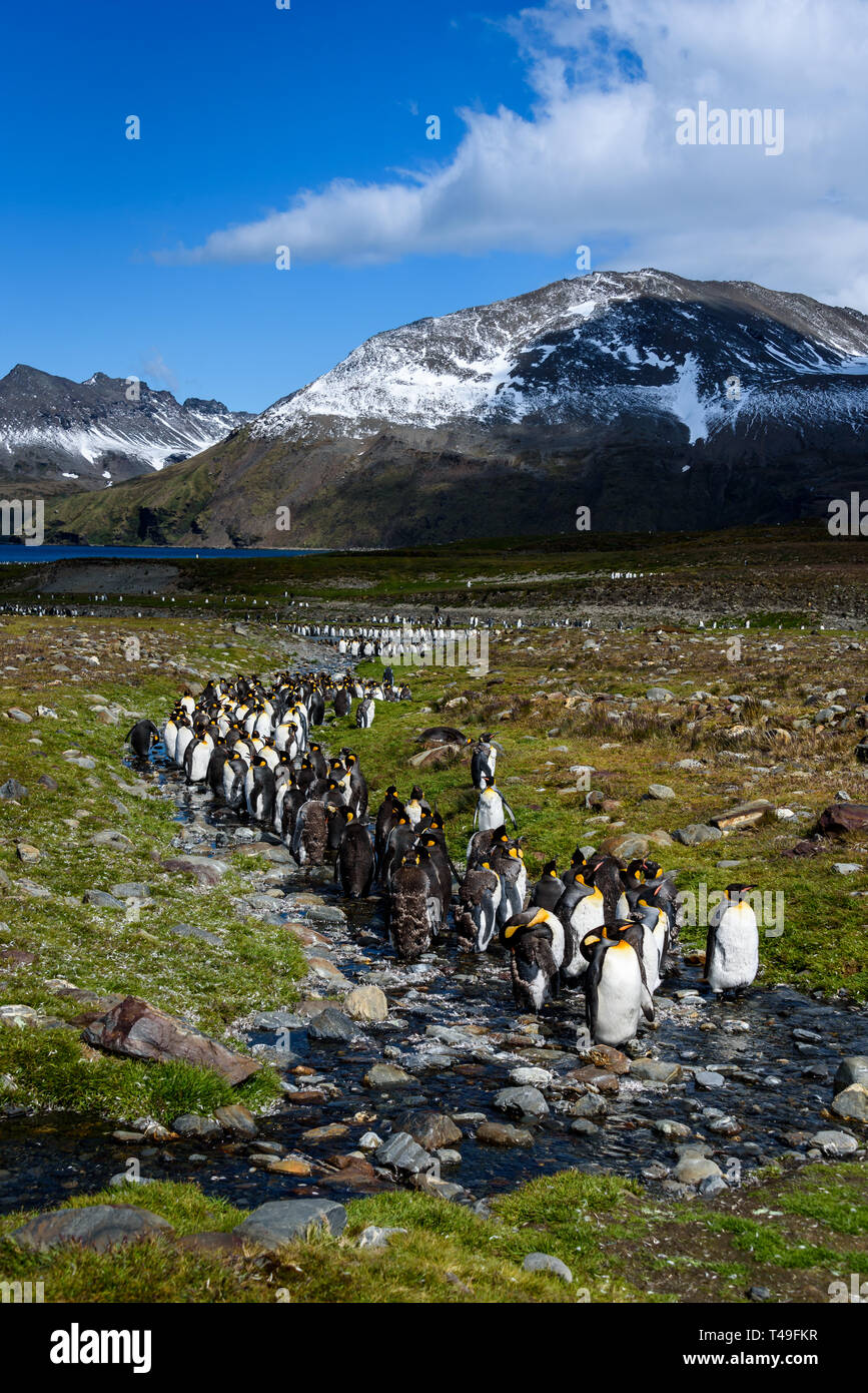 Schöne sonnige Landschaft mit großen King Penguin Colony, Pinguine stehen im Stream wieder auf einen See und die Berge führenden, St. Andrews Bay, südlich Geo Stockfoto