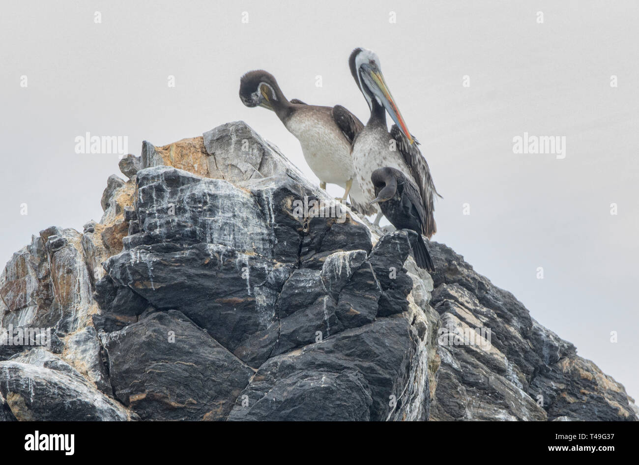 Peruanische Pelikane (Pelecanus thagus) auf der Isla Damas, Humboldt Pinguin finden, Punta Choros, Chile Stockfoto