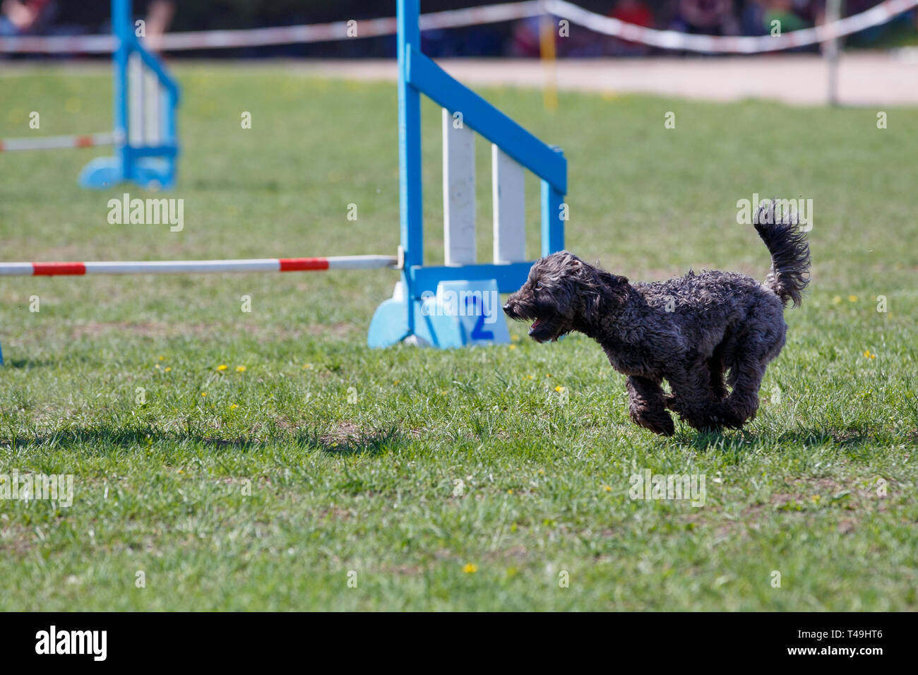 Hund seinen Kurs auf Agility sport Wettbewerb Stockfoto