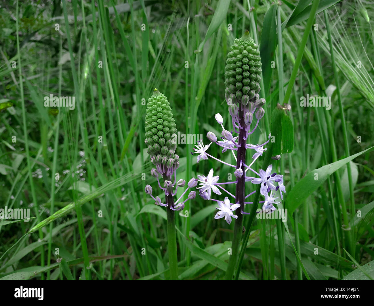 Hyazinthe Blausterne Violett blühenden Blumen. Grüne Gras Landschaft Hintergrund. Wildflower natur feld in Israel Höhen. Sonniges Wetter, Wald Pflanze Stockfoto