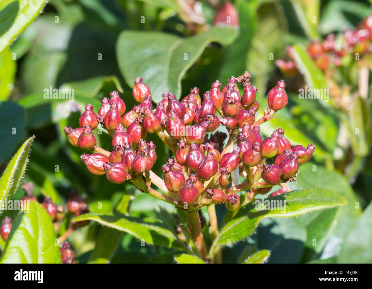 Makro Nahaufnahme von roten Blütenknospen von Viburnum tinus (Viburnum laurustinus, Gemeinsame laurustinus) vor Blumen im Frühling in West Sussex, UK entstehen. Stockfoto