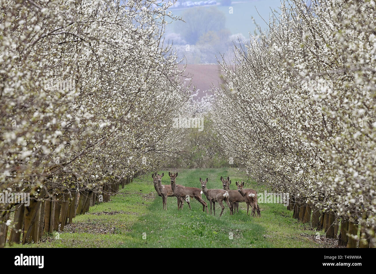 Kleinfahner, Deutschland. 09 Apr, 2019. Rehe stehen unter den blühenden Bäumen auf einem Obstgarten bei Fahner Höhe. Die Bergkette im Thüringer Becken ist bekannt für seine Obstplantagen bekannt. Foto: Martin Schutt/dpa-Zentralbild/dpa/Alamy leben Nachrichten Stockfoto