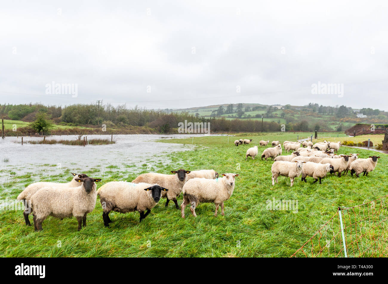 Caheragh, West Cork, Irland. April 2019. Ein Großteil Irlands befindet sich derzeit inmitten einer von Met Éireann ausgestellten Status Orange Regenwarnung. Viele Felder in West Cork sind überflutet, nachdem zahlreiche Flüsse ihre Ufer wegen des sintflutartigen Regens platzen. Diese Schafherde wurde von den Überschwemmungen gestrandet. Quelle: AG News/Alamy Live News. Stockfoto