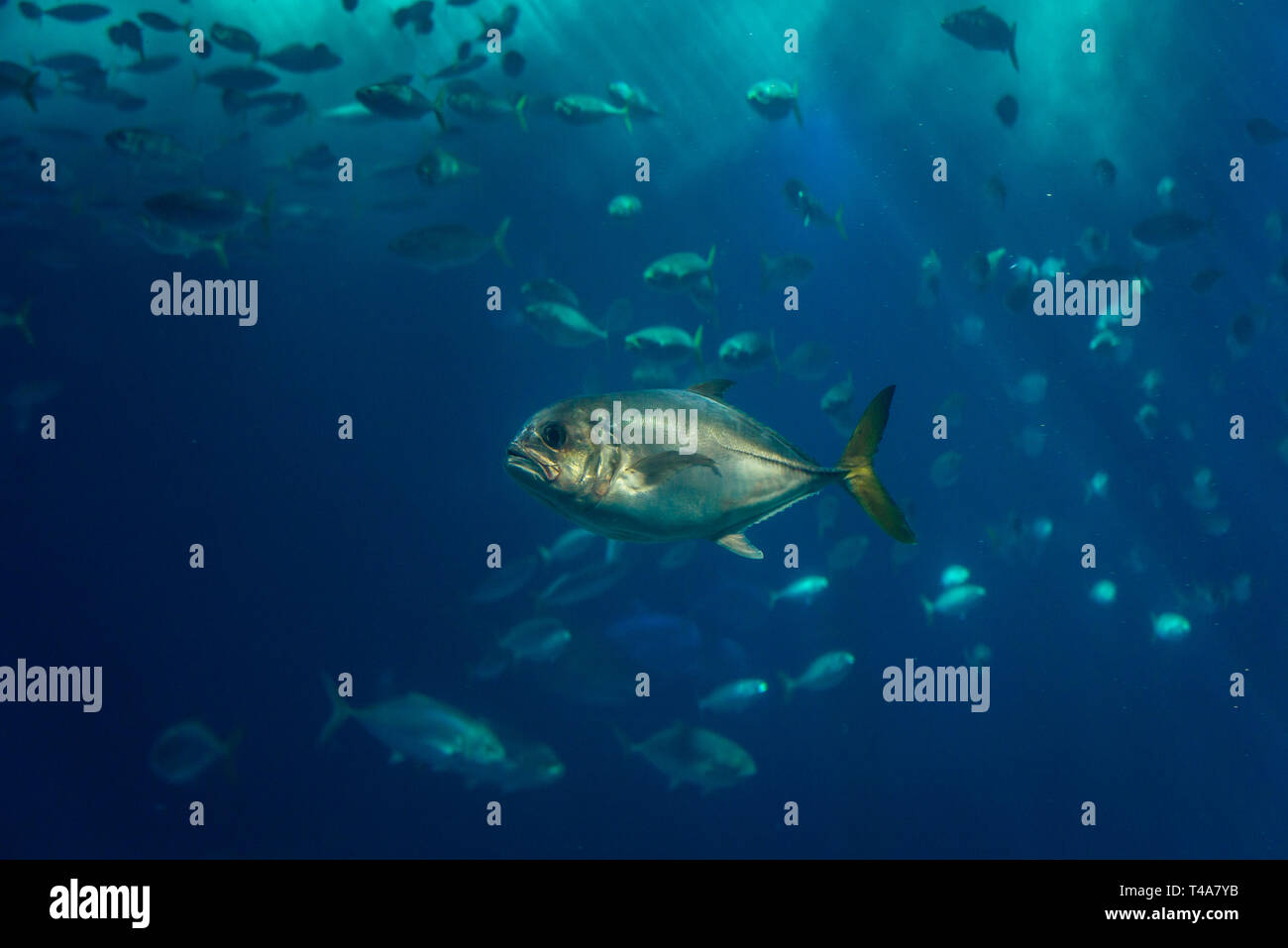 Caranx latus-Horse-eye Jack im Oceanario de Lisboa in Lissabon, Portugal Stockfoto