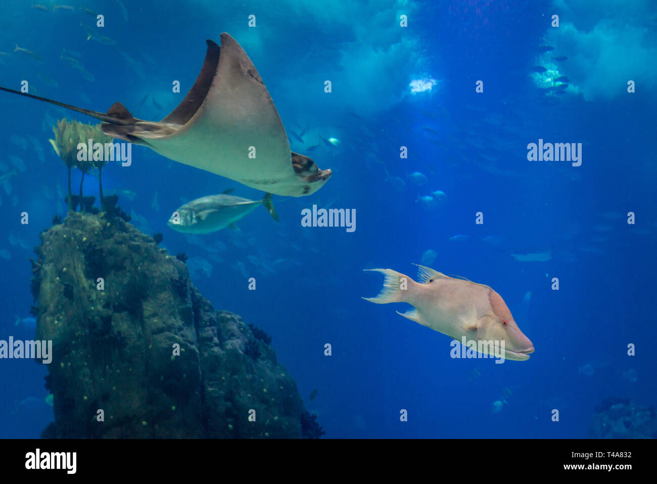 Stier Ray und hofish im Oceanario de Lisboa in Lissabon, Portugal Stockfoto
