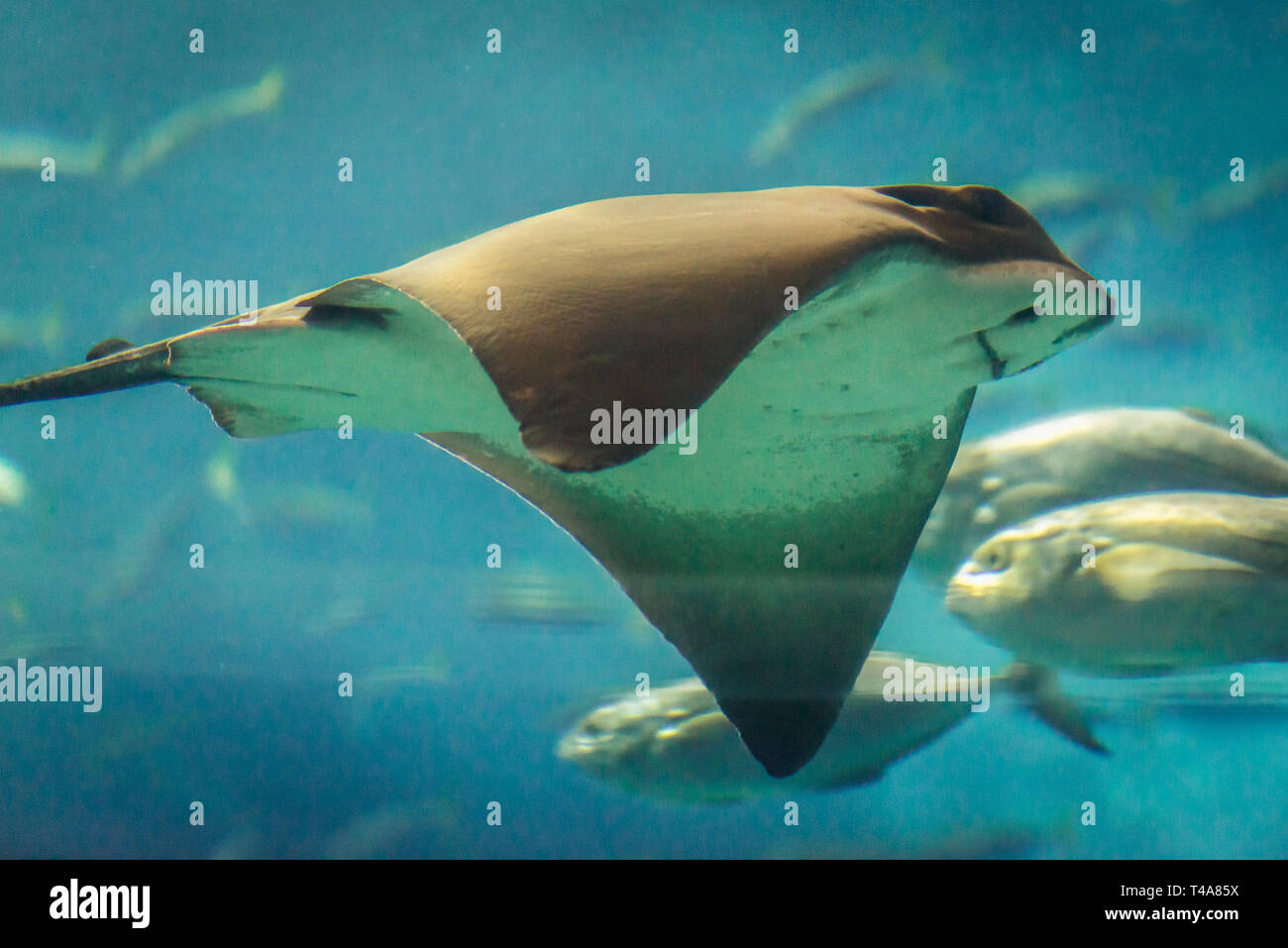 Stier Ray im Oceanario de Lisboa in Lissabon, Portugal Stockfoto