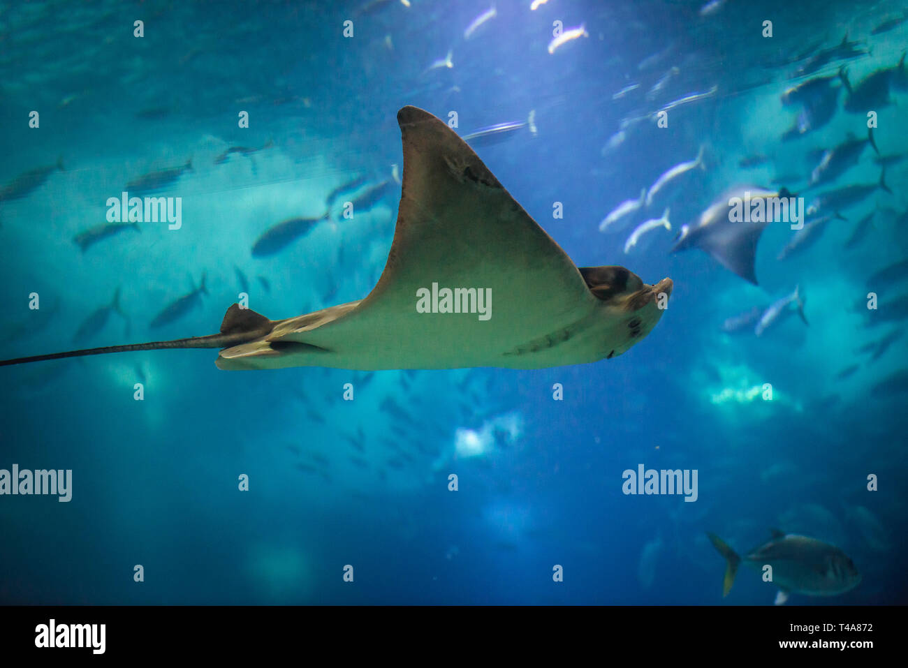 Stier Ray im Oceanario de Lisboa in Lissabon, Portugal Stockfoto