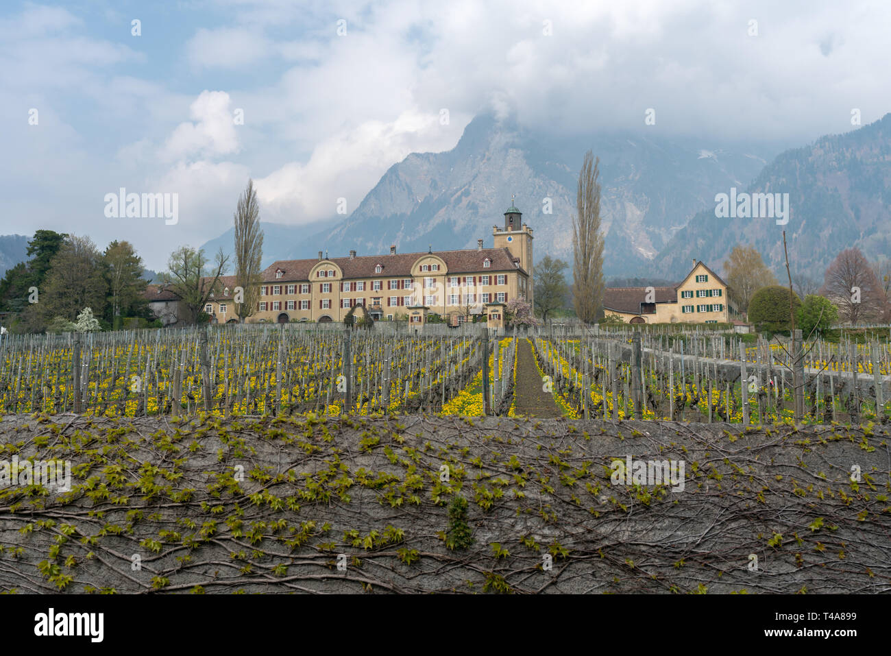 Maienfeld GR/Schweiz - April 13, 2019: historische Schloss Salenegg im  idyllischen Schweizer Dorf Maienfeld mit knospenden Weinreben und Stein Wal  Stockfotografie - Alamy