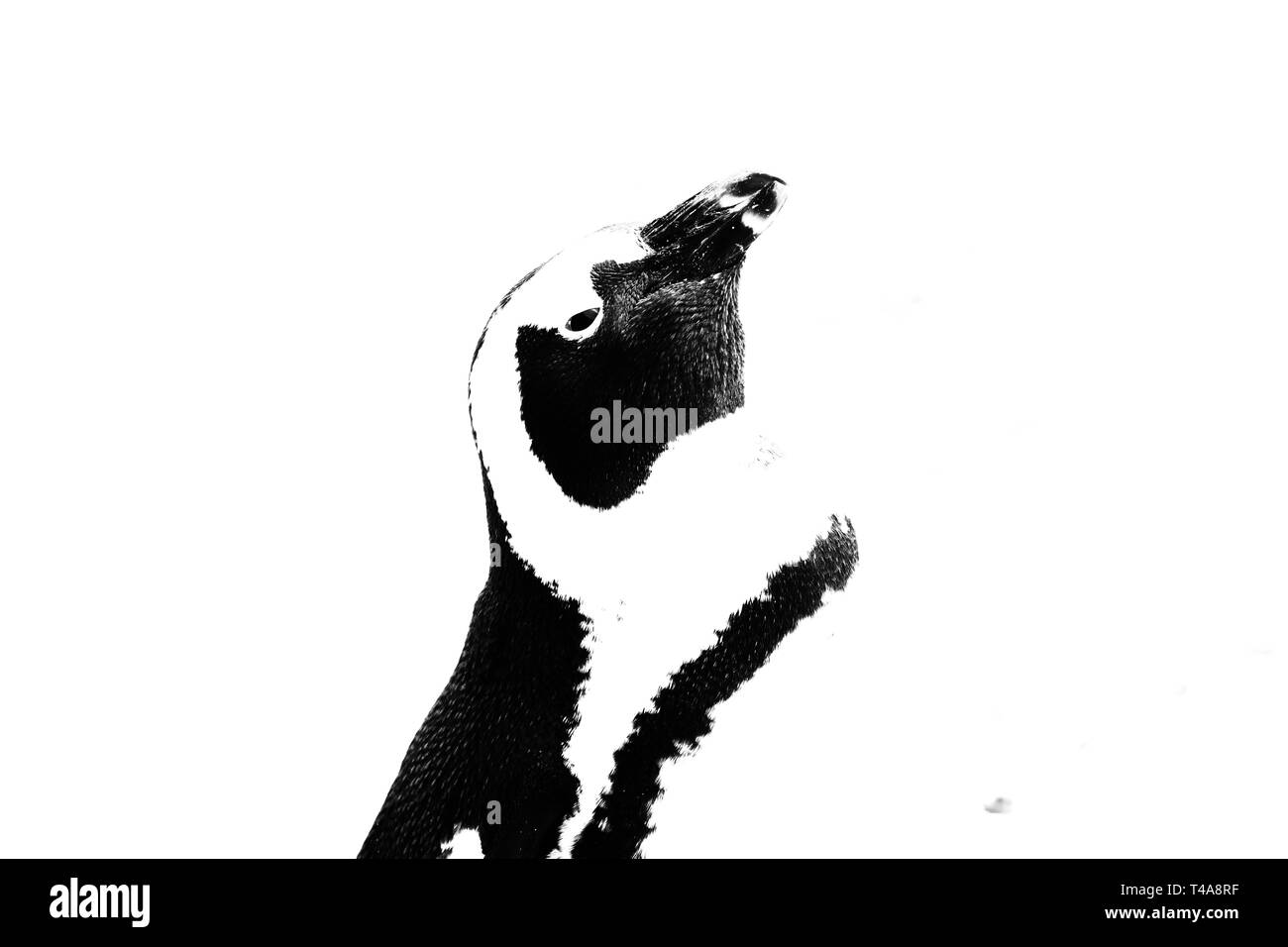 Pinguin in Schwarz und Weiß auf der Suche skywards Stockfoto