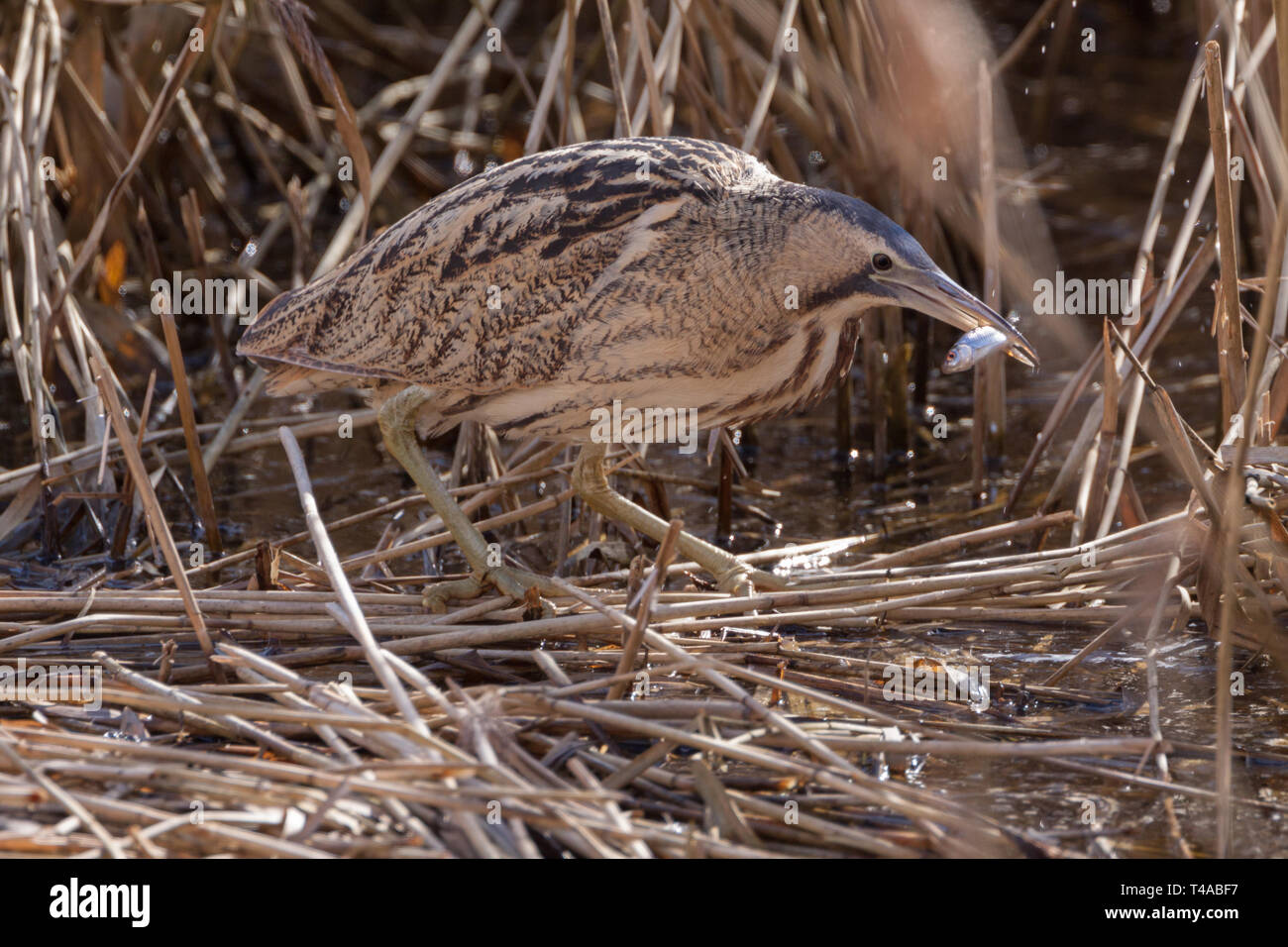Große Rohrdommel (Botaurus stellaris) zu Fuß durch ein reedbed in Worcestershire, England, auf der Jagd nach Essen. Stockfoto