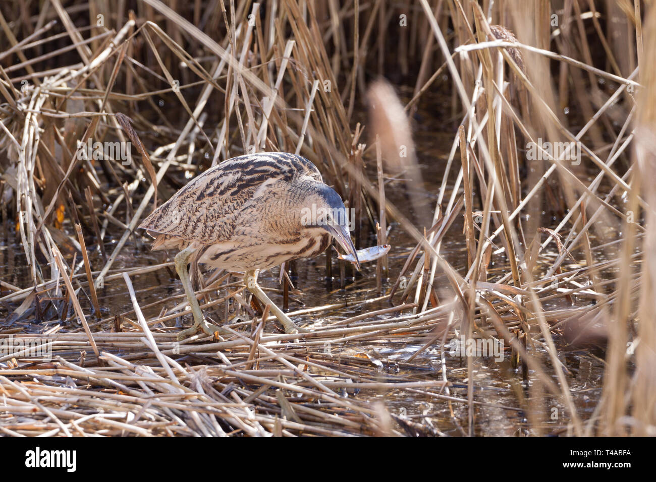 Große Rohrdommel (Botaurus stellaris) zu Fuß durch ein reedbed in Worcestershire, England, auf der Jagd nach Essen. Stockfoto