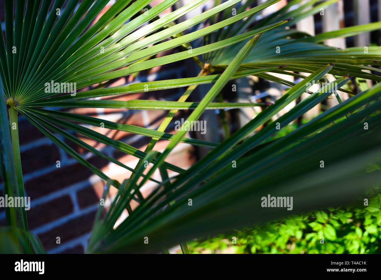 Palm Tree gegen Mauer Stockfoto
