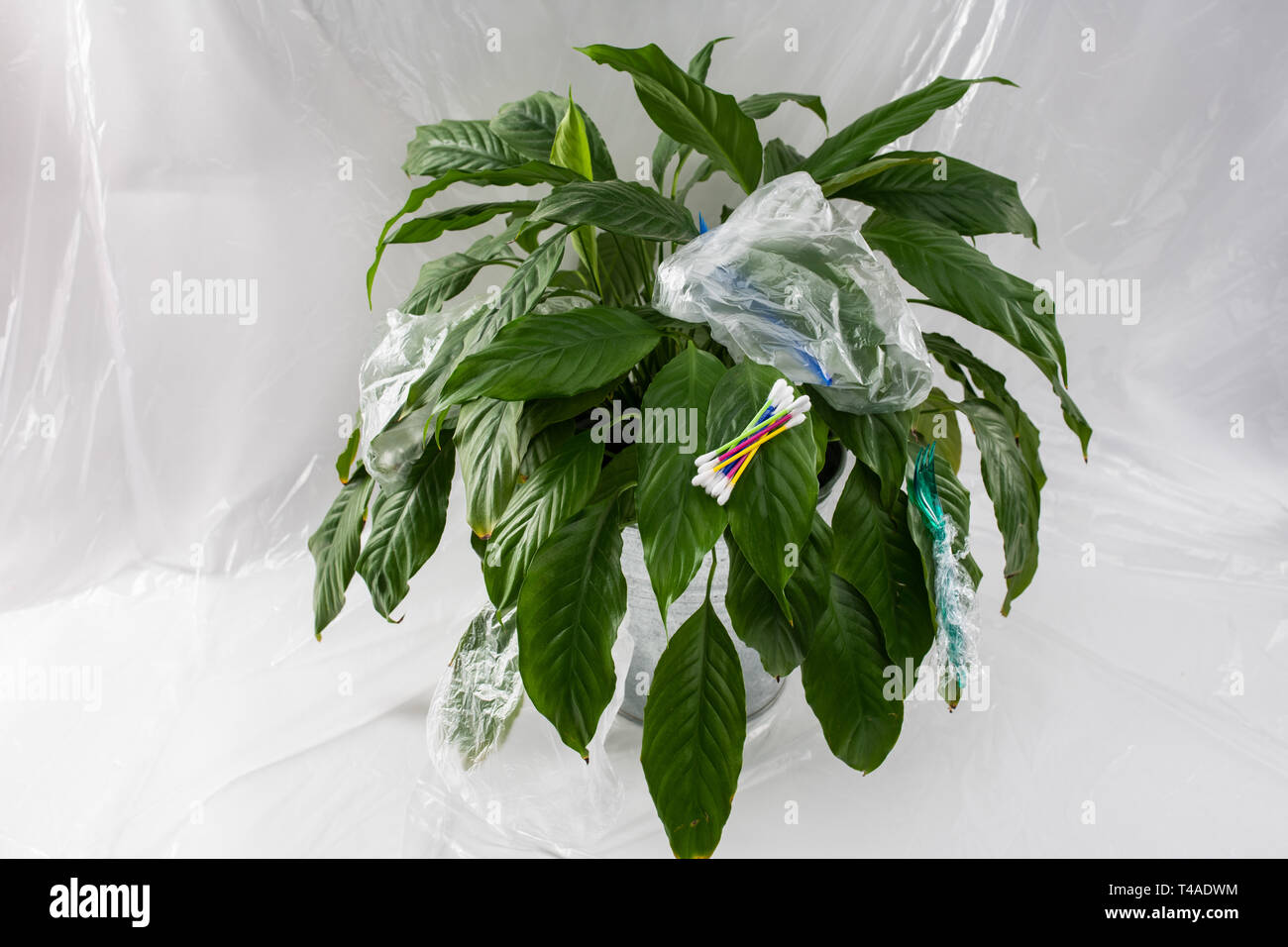 Grün schöne frische Pflanze betroffen mit gefährlichen toxischen Kunststoff Stockfoto