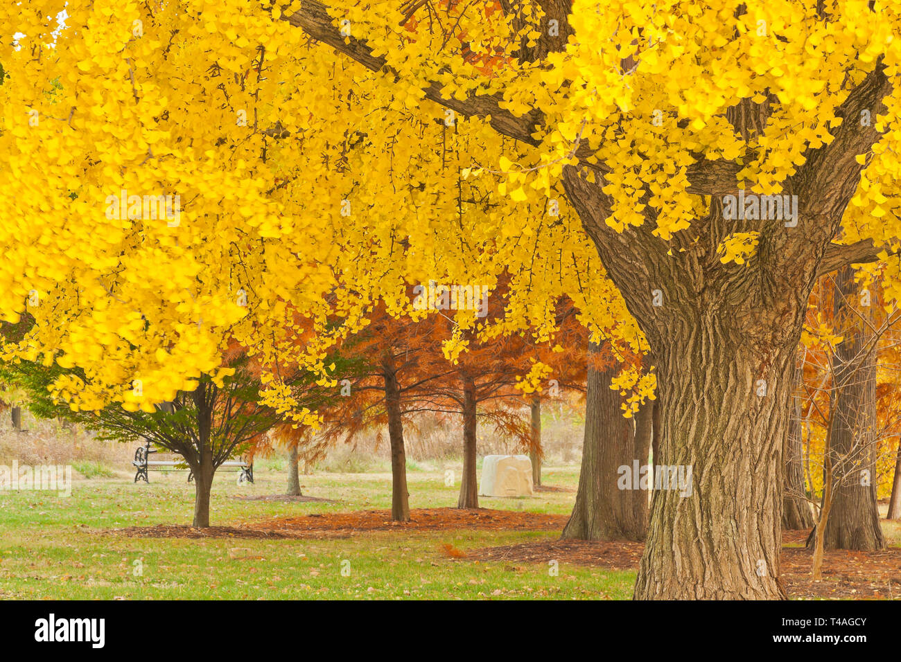 Die gelbe Herbst Laub eines ginkgo Baum in St. Louis Forest Park ähnelt Gold auf Bäumen. Stockfoto