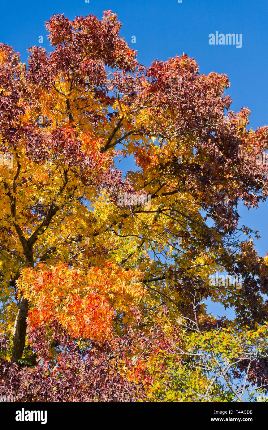 Ein Sweetgum Baum in einem St. Louis Park zeigt stolz sein Spektrum an majestätischen Herbstfarben: rot, Orange, gelb, grün und violett. Stockfoto