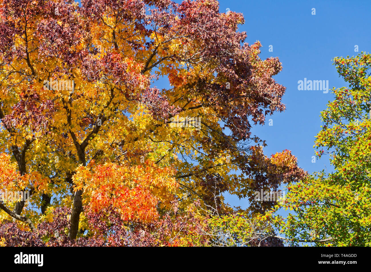 Ein Sweetgum Baum in einem St. Louis Park zeigt stolz sein Spektrum an majestätischen Herbstfarben: rot, Orange, gelb, grün und violett. Stockfoto