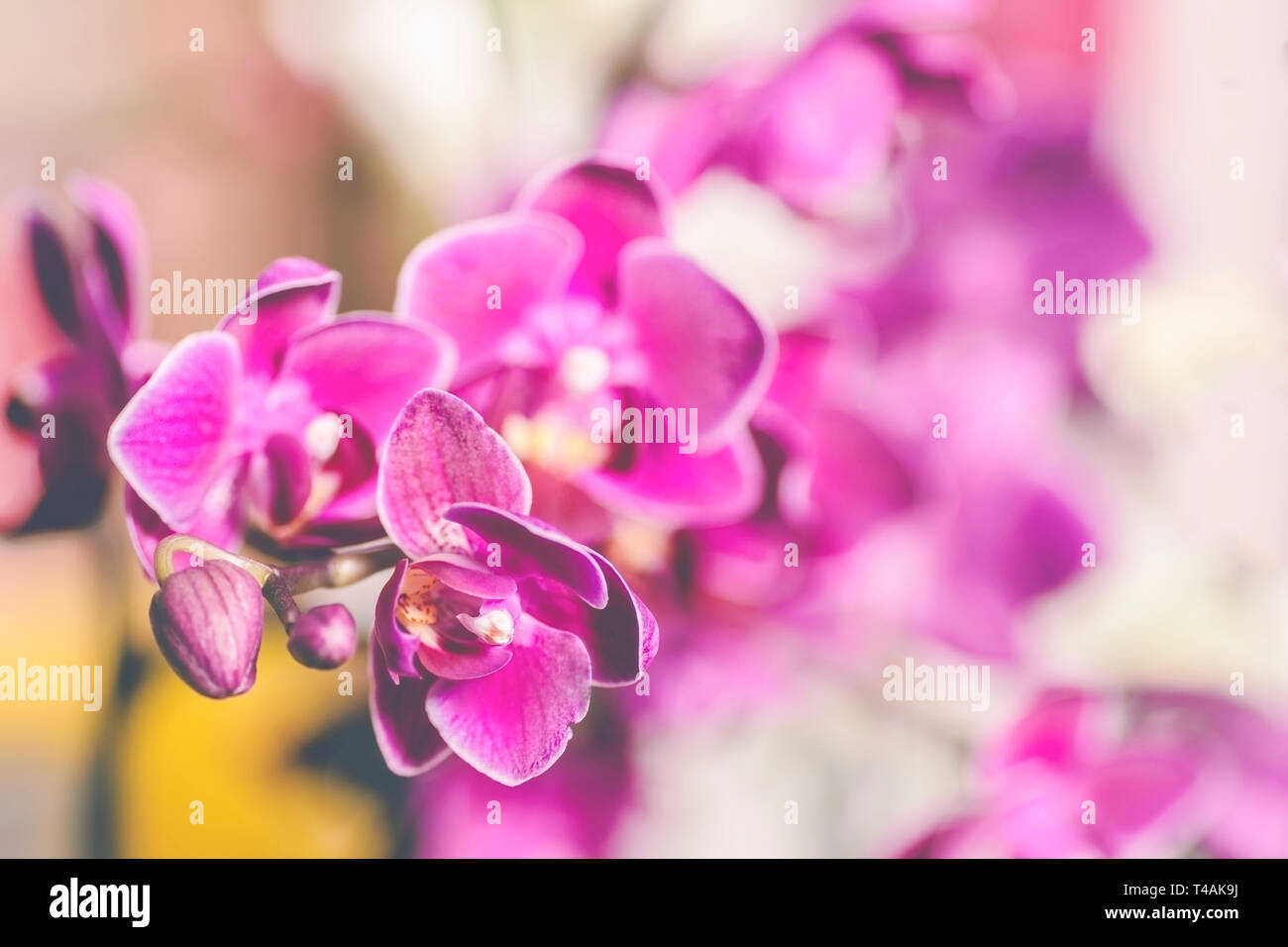 Orchid flower border design Fotos und Bildmaterial in hoher Auflösung