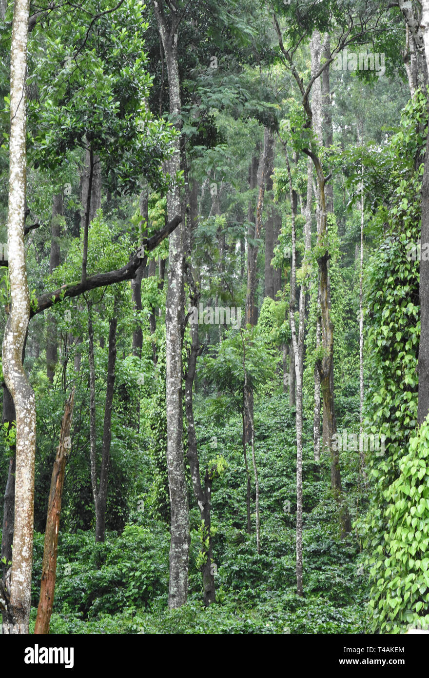 Schwarzer Pfeffer Pflanzen kriechen auf wilde Bäume Stockfoto