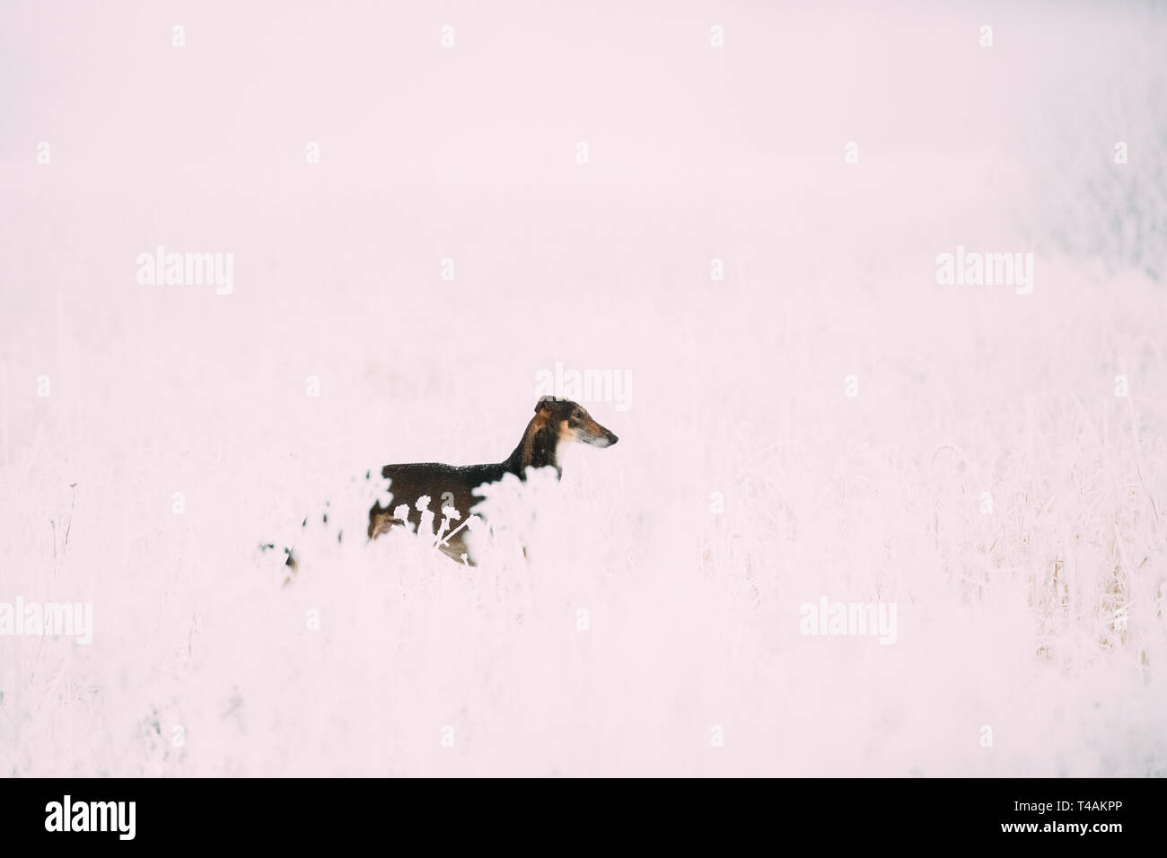 Jagd Windhund Hortaya Borzaya Hund während Hase - Jagd im Winter Tag In schneebedeckten Feld. Stockfoto