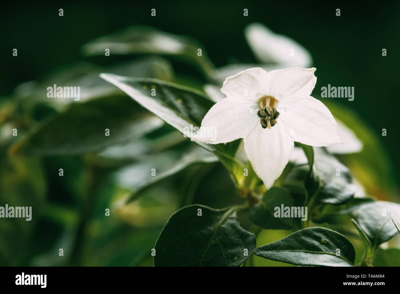 Kleine Jungen weißen Blume blühen von organischen Red Pepper. Wachsende Pfeffer Bud In der Blüte im Garten Bett Plantage im Frühling. Grün sprießen. Stockfoto