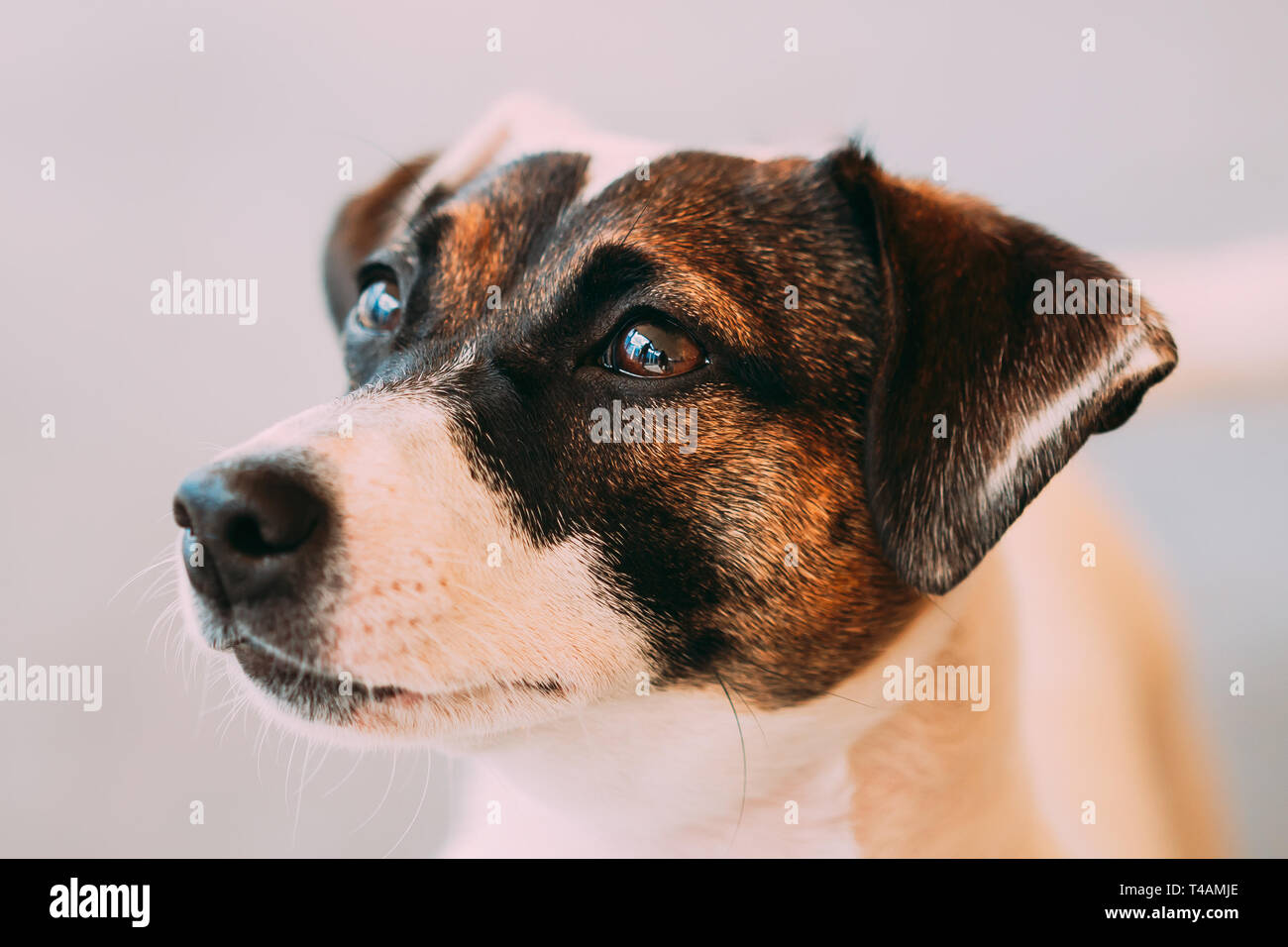 Weißer Hund Jack Russel Terrier Close Up Portrait Stockfoto