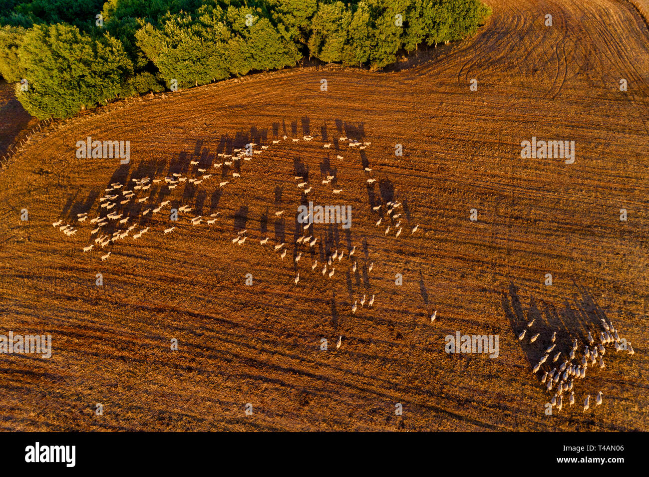 Wunderschöne Landschaft in den Bergen. landwirtschaftliche Felder mit den Schafen. Luftaufnahme whith Drone Stockfoto