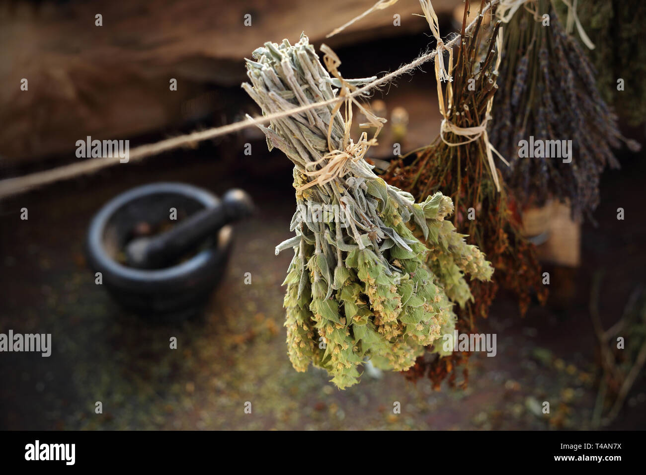 Getrocknete Kräuter. Salbei Libanesischen, Johanniskraut und Lavendel. Herbalist. Stockfoto