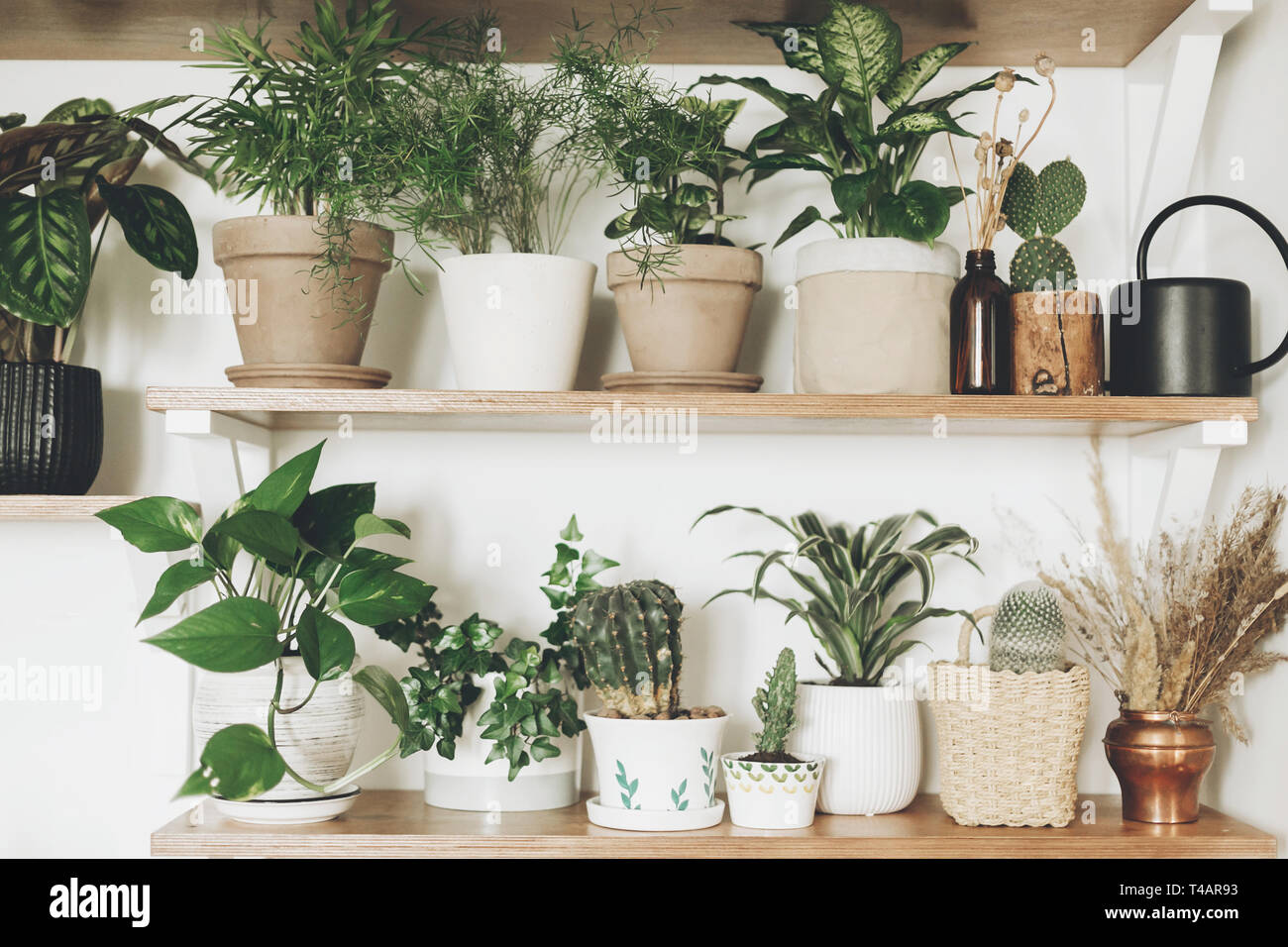pilea white splash variegata Pilea Peperomioides Variegata 'White Splash' XL – AUREUM BOTANICALS main image 1