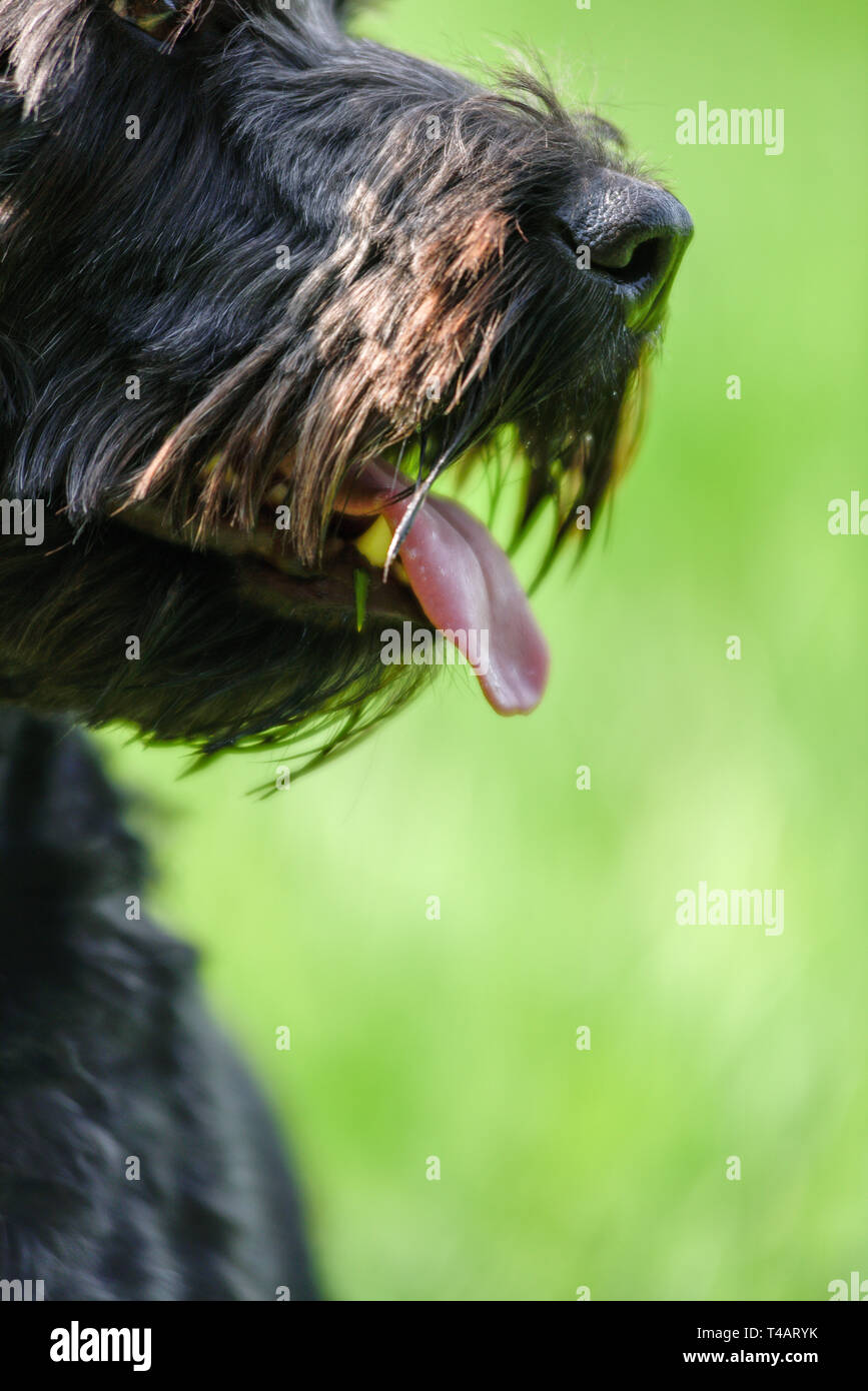 Schwarze männliche Cockapoo Hund in ein grünes Feld. Stockfoto
