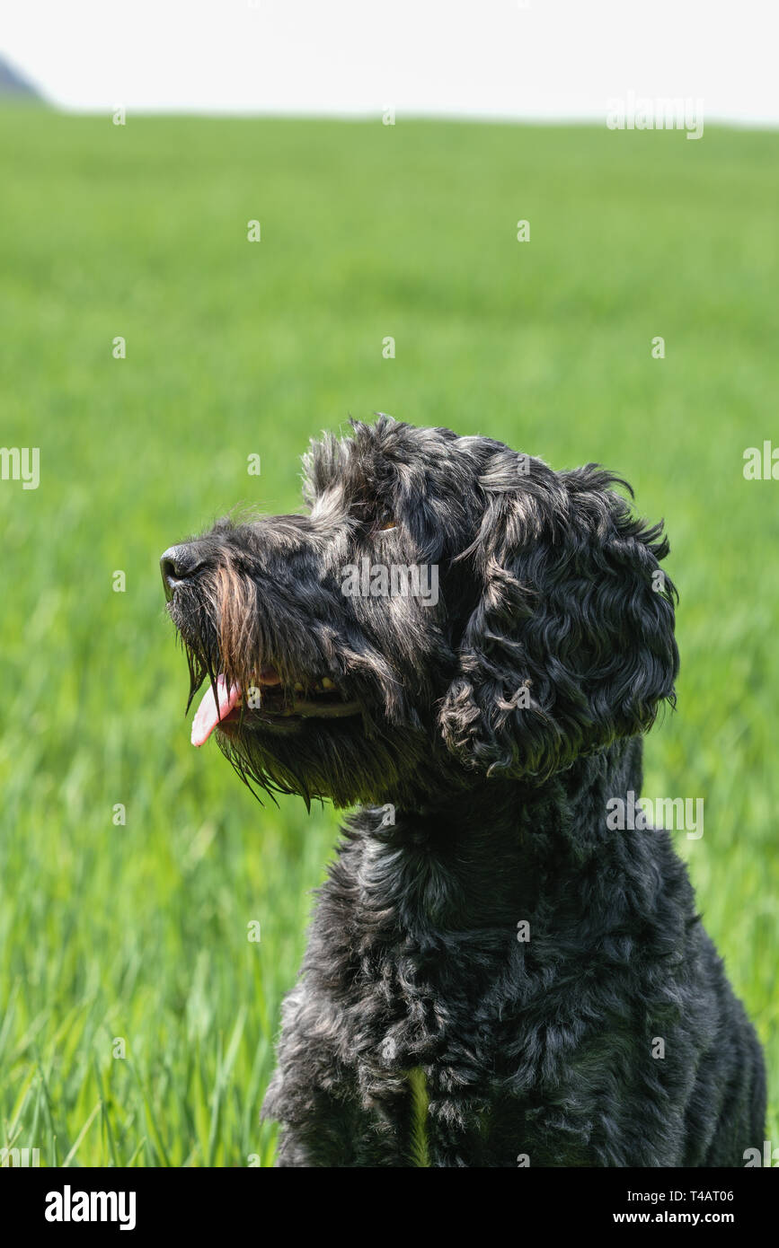 Schwarze männliche Cockapoo Hund in ein grünes Feld. Stockfoto