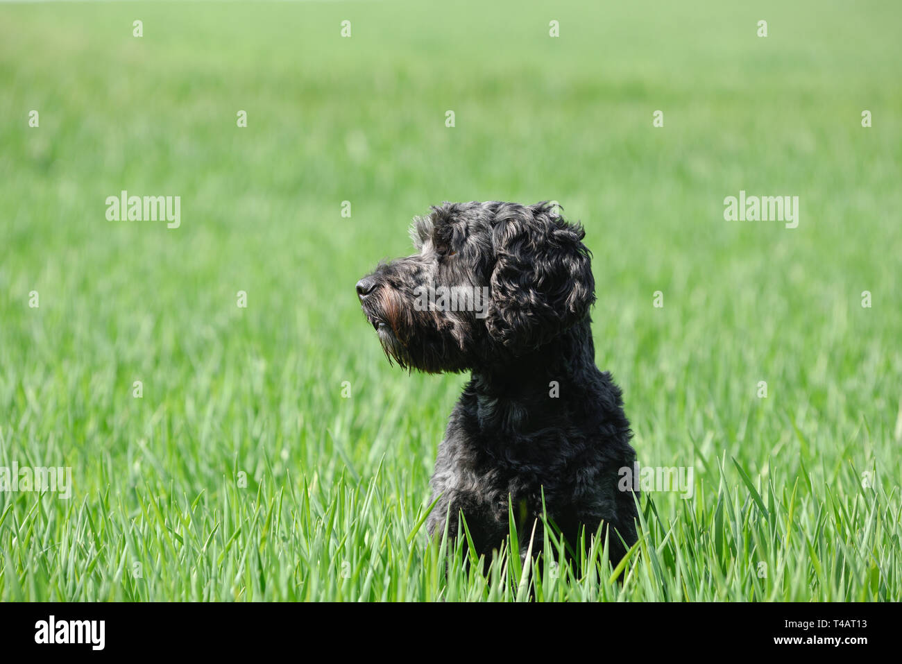 Schwarze männliche Cockapoo Hund in ein grünes Feld. Stockfoto
