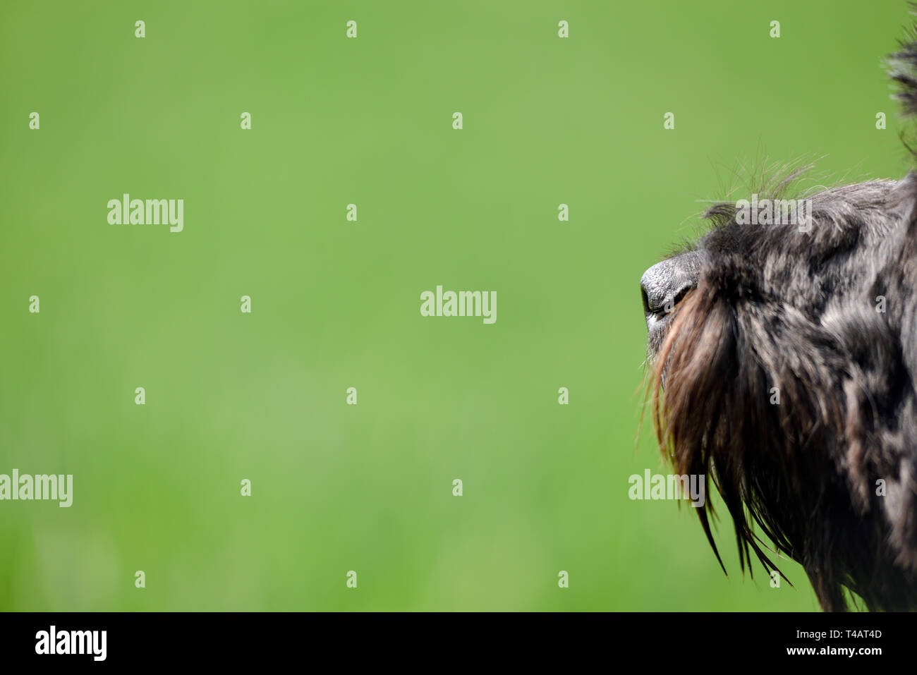 Schwarze männliche Cockapoo Hund in ein grünes Feld. Stockfoto
