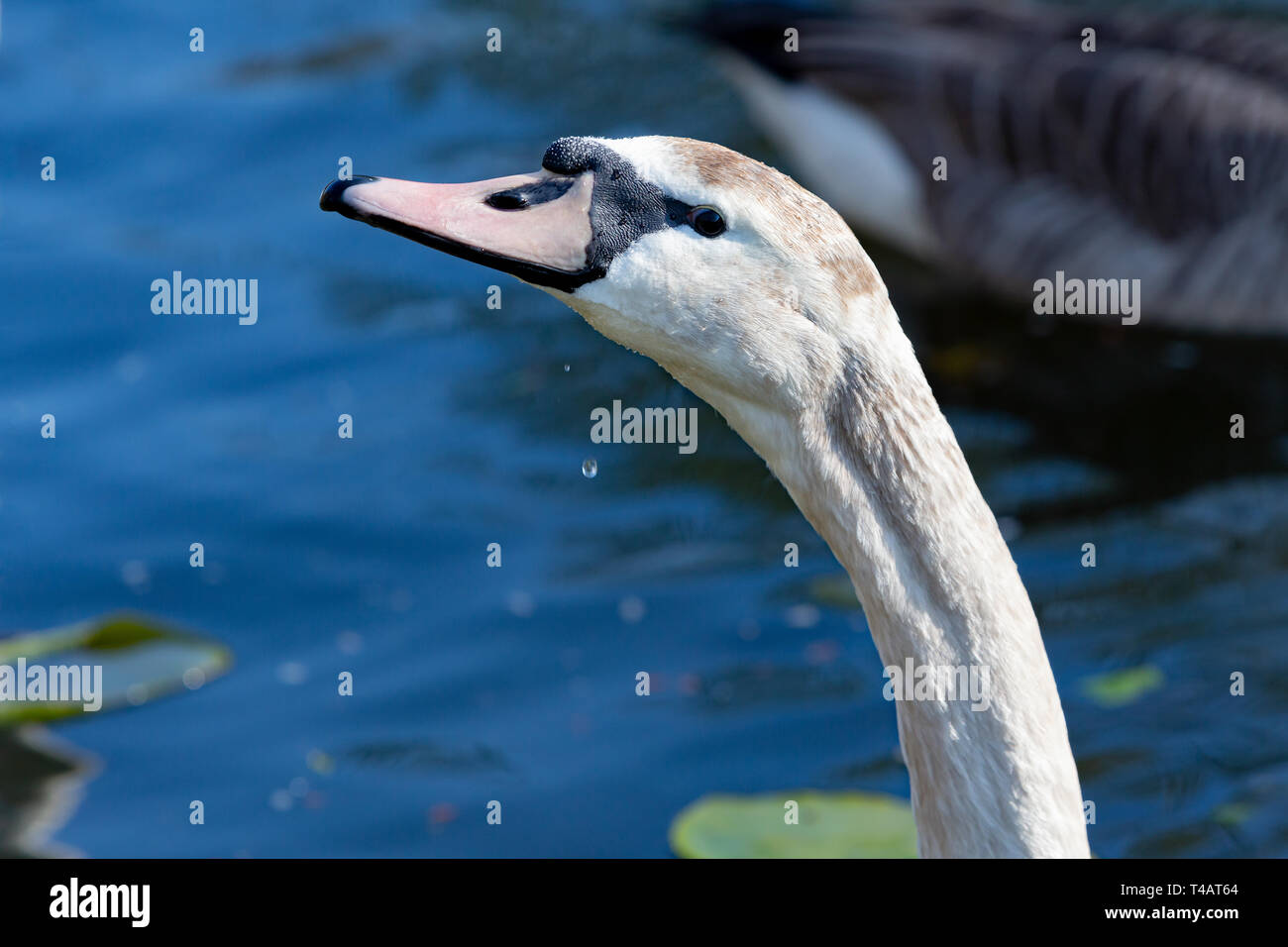 Nahaufnahme von ausgestrecktem Kopf eines Jugendlichen Swan (Shaker) auf Sankey Kanal in Sankey Valley Park, Warrington, Cheshire, England Stockfoto