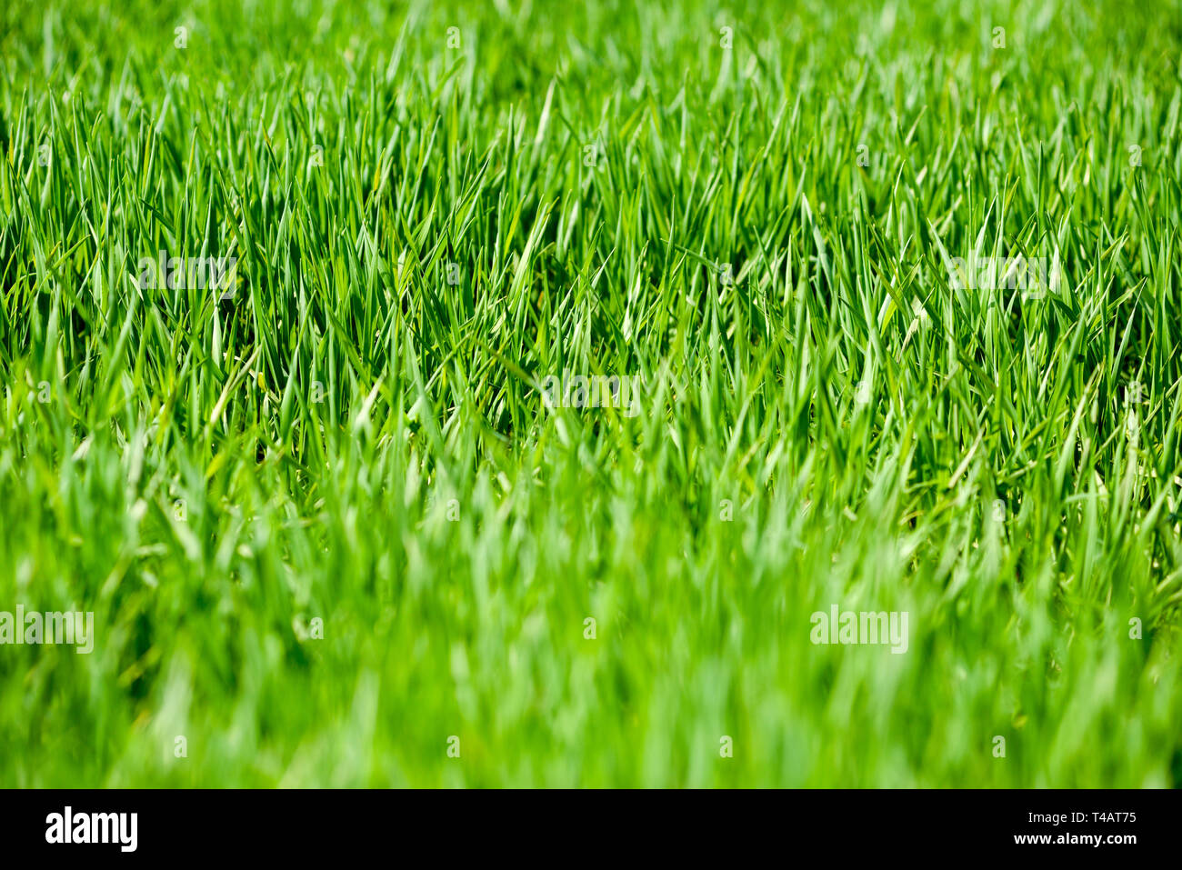 Üppig grüne Gras in einer ländlichen Umgebung. Stockfoto